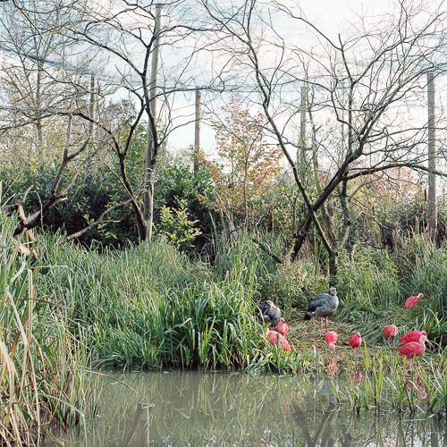 Rijksdienst Blijburg - bed of birds  500