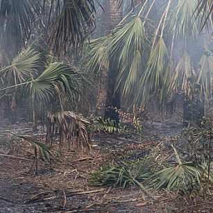 bushfire crop natascha libbert