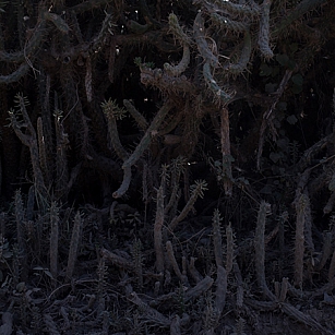 black cactus_MG_3757